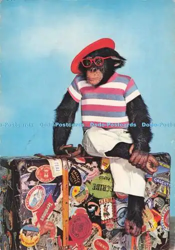 D288659 Affe. Krüger. Postkarte