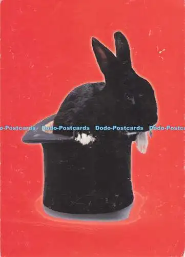 D290958 Hase im Hut
