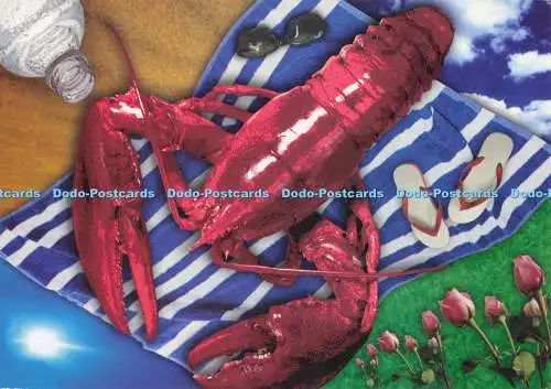 D290961 Krabbe. Boomerang Media Cards
