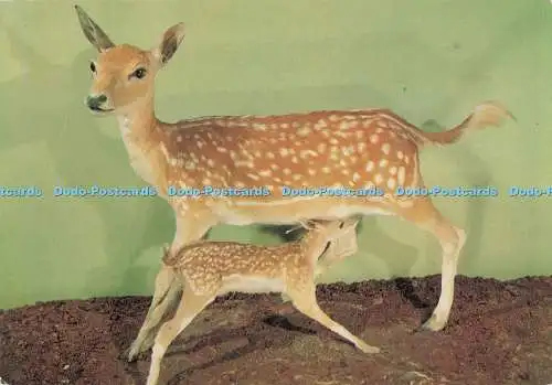 D289252 Damhirsch. Reh und Rehkitz. In Gloucestershire. Gloucester City Museum. E