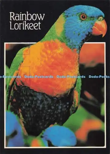 D290974 Rainbow Lorikeet. Nucolorvue Productions