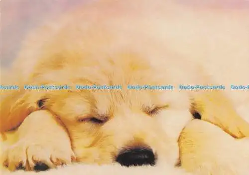 D291052 Hund. Postkarte
