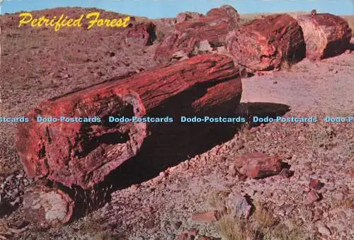 D289405 Arizona. Nationalpark Versteinerter Wald. Versteinerter Wald. Petley Studio