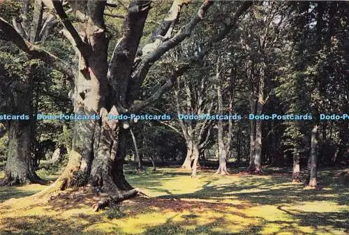 D291131 New Forest. Hampshire. J. Arthur Dixon. Newport. I.B