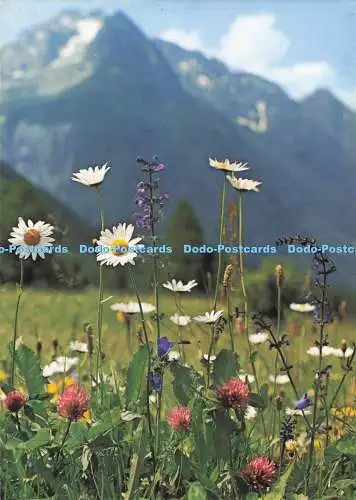 D291143 Wildblumen. Engadin Presse. Postkarte