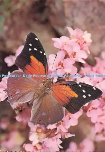 D291166 Schmetterling. Valentinstag. Postkarte