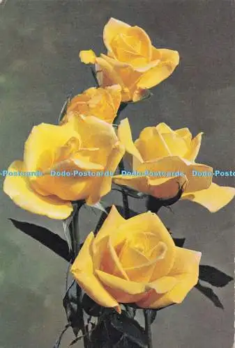 D291167 Rose Golden Rapture. J. Arthur Dixon. Newport. I.W. England