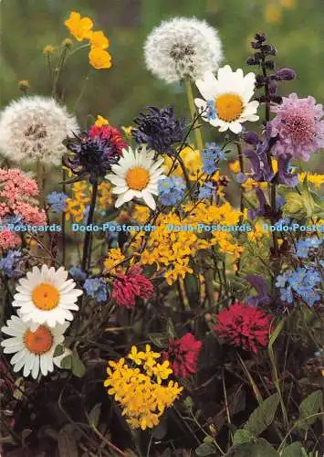 D291169 Almwiesenblumen. Stehli