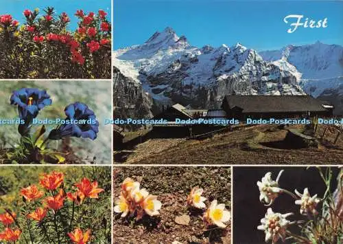 D291170 Grindelwald First. Mit Schreckhorn und Fiescherhorn. Rud. Suter. Multi V