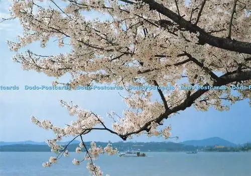 D291193 Frühling am Taihu See. China National Publications Import and Export Corp