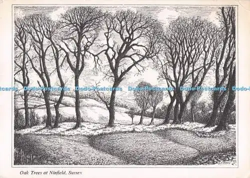 D291214 Sussex. Eichen in Ninfield. Postal Publicity Press. S.J. Heady