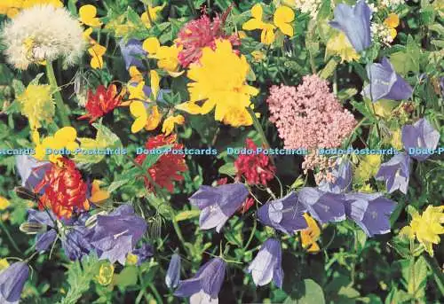 D291225 Feldblumen. Stehli