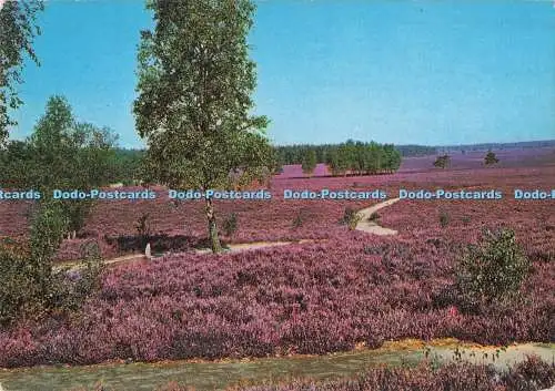 D289535 Lüneburger Heide. R. Reher