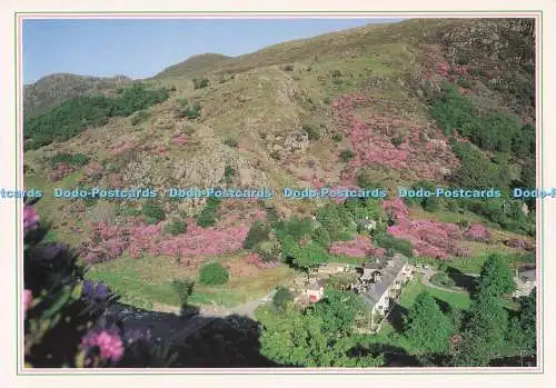 D291316 Beddgelert zur Rhododendronzeit. J. Arthur Dixon. D. Owen