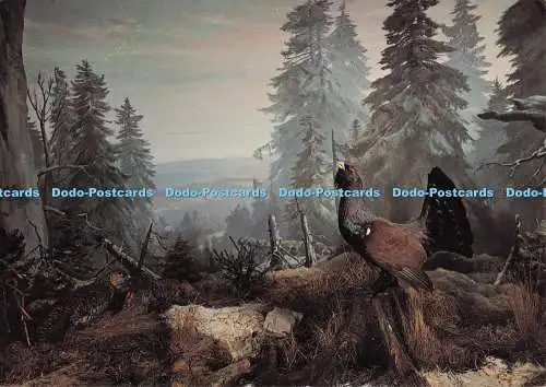 D296484 Auerhahn. Balz. Diorama in der Naturkunde Abteilung. Naturkunde Abteilung