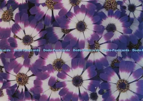 D296680 blaue Blumen. Postkarte