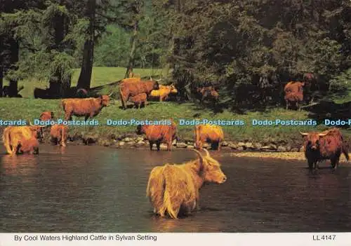 D296686 von Cool Waters Hochlandrinder in Sylvan-Umgebung. Whiteholme. Dundee. A