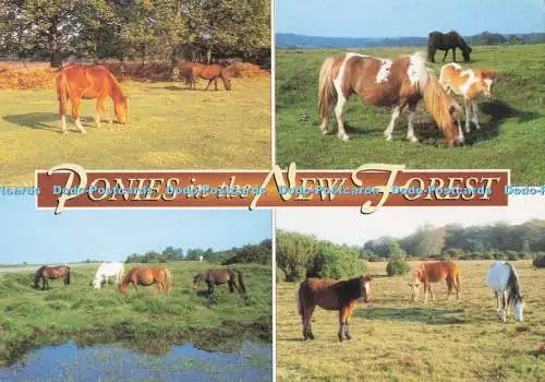 D289884 Ponys im New Forest. J. Salmon. Sevenoaks. Kent. Multi View
