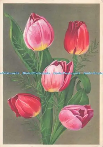 D291605 Tulpen. Farbdruck. s.p.r.l. Bruxelles. Postkarte