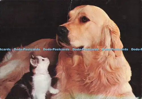 D293841 Katze und Hund. Valentine