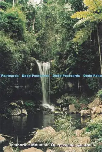 D291720 Australien. Tamborine Mountain Queensland. Besucheransichten. G. Lassiter