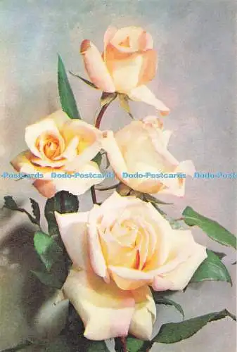 D293946 Rose Michele Meilland. J. Arthur Dixon
