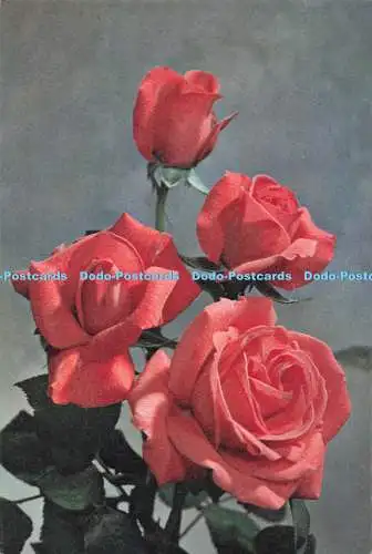 D293947 Rose Super Star. J. Arthur Dixon. Newport. I.W. England