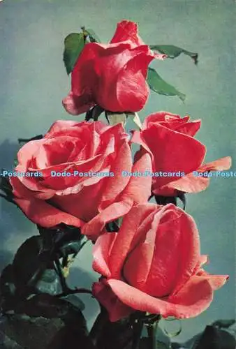 D293948 Rose Montezuma. J. Arthur Dixon. Newport. I.W. England