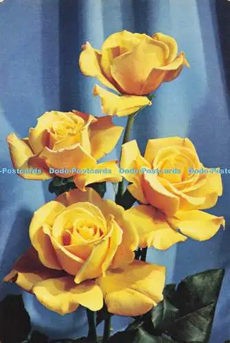 D293949 Rose Dr. A. J. Verhage. J. Arthur Dixon. Newport. I.W. England