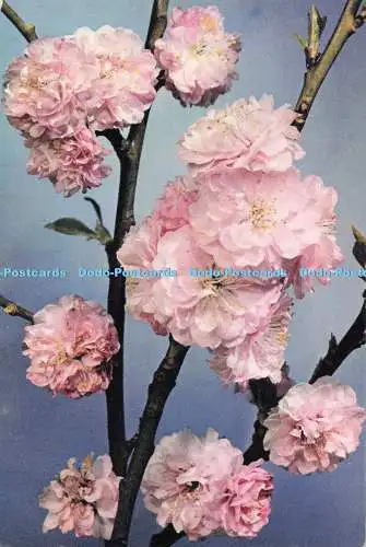 D293950 Double Peach. J. Arthur Dixon. Newport. I.W. England