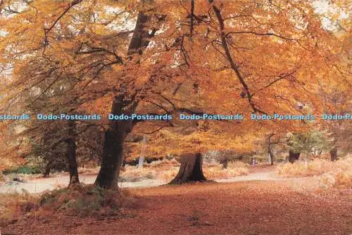 D293961 New Forest. Herbstbuchen. Unterwäsche in der Nähe von Burley. Franchise. Bournemout