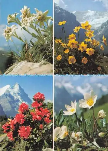 D290087 Edelweiß. Etoile des Alpes. Rostblättrige Alpenrose. Multi View