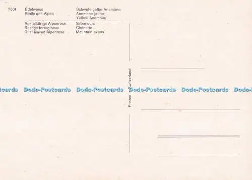 D290087 Edelweiß. Etoile des Alpes. Rostblättrige Alpenrose. Multi View
