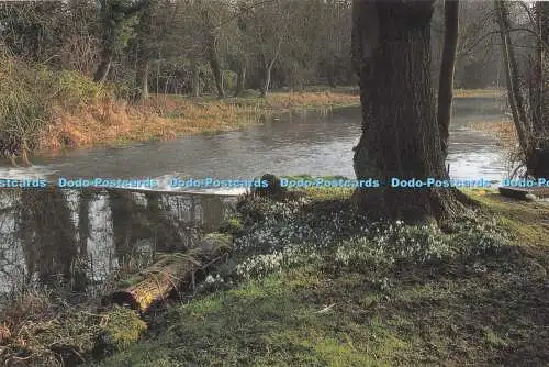 D294044 Berkshire. Schneeglöckchen bei Welford. Abakus. P. Sievers