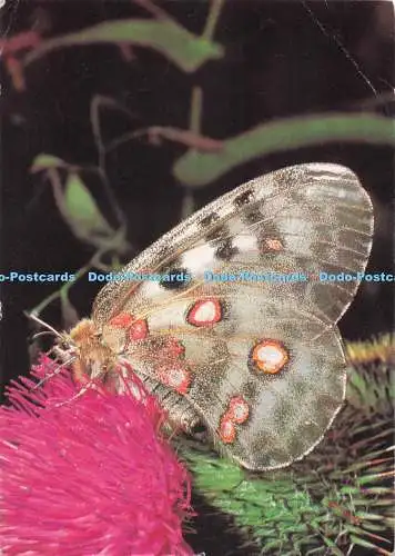 D291838 Bergapollo. Kalender. Deutsches Wandern 1973. J. Peter Jarhofer