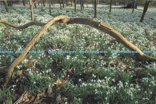 D294045 Berkshire. Schneeglöckchen bei Welford. Abakus. P. Sievers