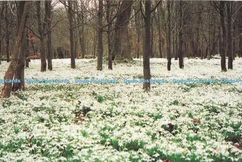 D294046 Schneeglöckchen im Welford Park