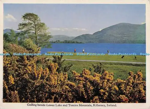 D296952 Irland. Killarney. Golfen neben Lower Lake und Tomies Mountain. Killa