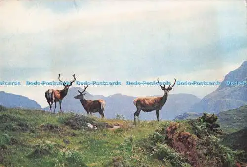 D291889 Rothirsch in den schottischen Highlands. J. Arthur Dixon