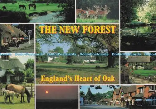 D297019 The New Forest. England Herz aus Eiche. J. Salmon. Sevenoaks. Kent. Multi