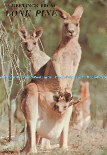 D291920 Papa Mama und Joey im Beutel. Kängurus bei Lone Pine. Sydney G. Hughes