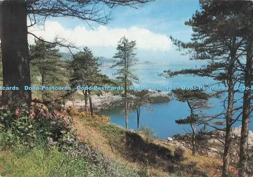 D291965 C.I. Guernsey. Kiefernwald. St. Martin. Jarrold. Norwich