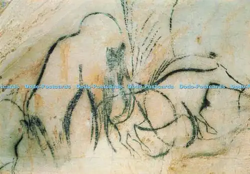 D291977 Grotte Prehistorique Du Pech Merle. Cabrerets. P. Domene Gourdon