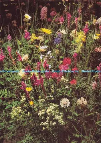 D290260 Wildblumen. Engadin Presse
