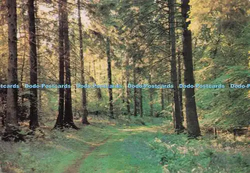 D297174 Gloucestershire. The Royal Forest of Dean. Jennings of Gloucester