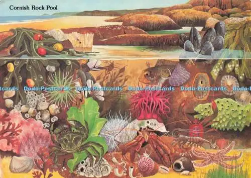 D292084 Cornish Rock Pool. Murray King. Studio Casa Mia. St. Ives. Postkarten Coll