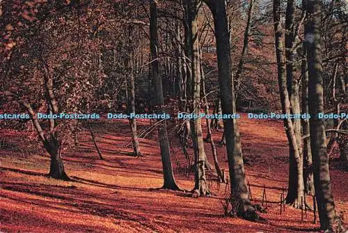 D297224 Dorking. Surrey. Mickleham Woods. J. Arthur Dixon. Newport. I.W. Englan