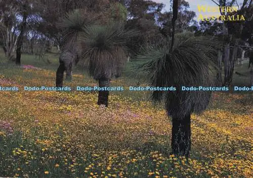 D297429 Western Australia. Blackboys. Artique Designs