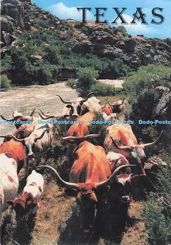 D294542 Texas. Longhorns. Die Texas Postkarte. 1998
