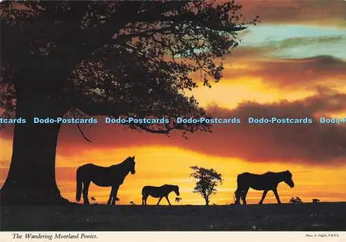 D294552 Die Wandermoorponys. John Hinde. E. Nagele